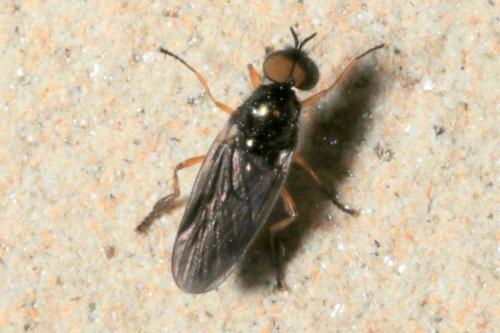 Beris chalybata
